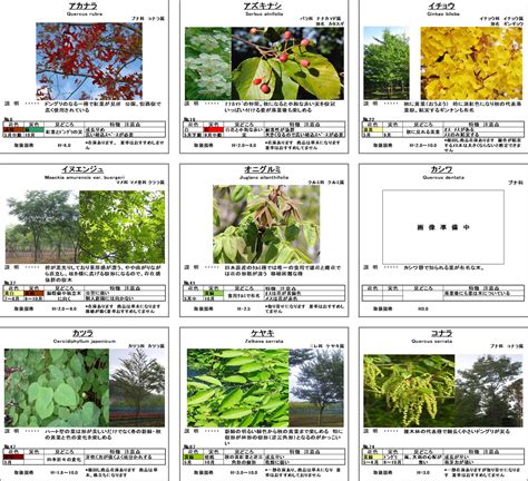 樹類|樹種の特徴・特性（樹木の写真） 